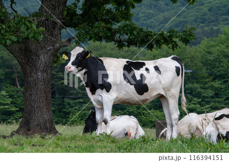鳥取県伯耆町　大山まきばみるくの里　育成牧場の牛たち 116394151