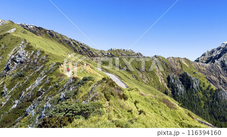 山腹 中腹 大木 116394160