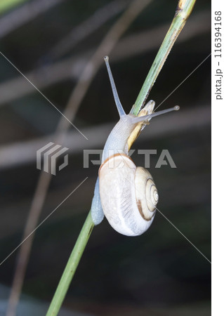 Small snail on the grass, taken in its natural habitat 116394168