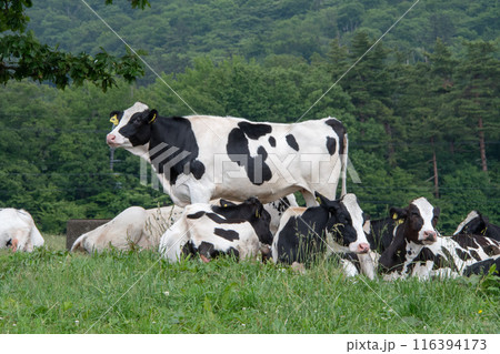 鳥取県伯耆町 大山まきばみるくの里 育成牧場の牛たち 鳥取県伯耆町 大山まきばみるくの里 育成牧場の牛たち 116394173