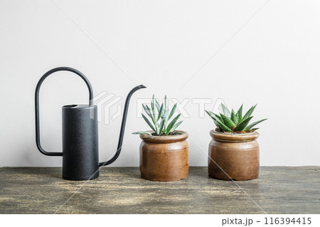 Succulent home plants and watering can on the wooden table Succulent home plants and watering can on the wooden table 116394415