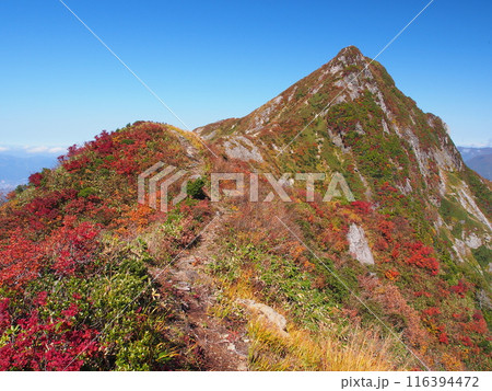 秋の谷川連峰・大源太山 秋の谷川連峰・大源太山 116394472