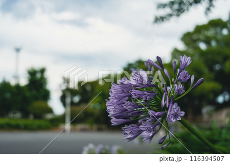 公園に咲く紫色の花 公園に咲く紫色の花 116394507