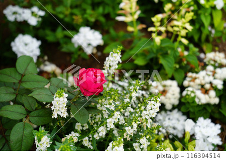 赤いバラと白の花々 赤いバラと白の花々 116394514