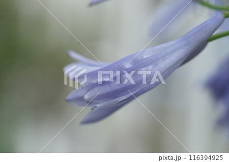 アガパンサスの花びらと水滴　 116394925