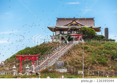「青森県」ウミネコ繁殖地 蕪島の風景　八戸市 116395044