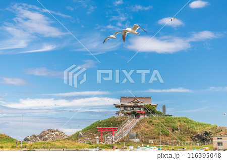 「青森県」ウミネコ繁殖地 蕪島の風景　八戸市 116395048