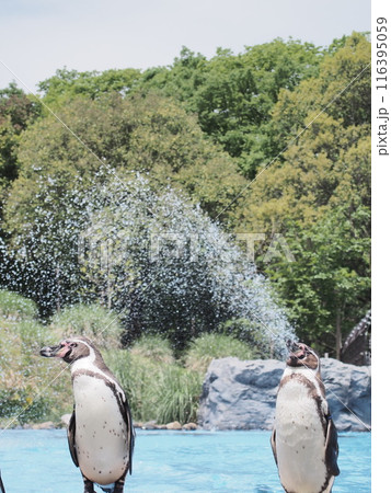 口から水を噴き出すペンギン 口から水を噴き出すペンギン 116395059