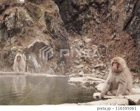 温泉に入ろうか迷っている小猿 116395061
