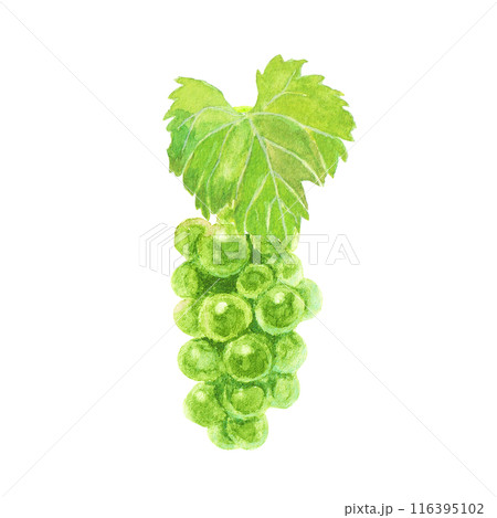 水彩絵の具で描いたマスカットブドウ 116395102