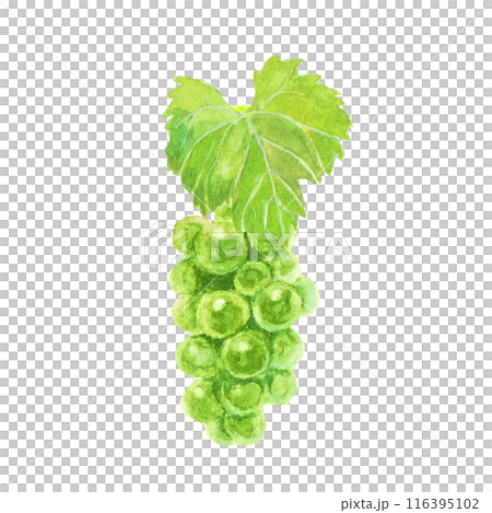 馬斯喀特葡萄畫水彩 116395102
