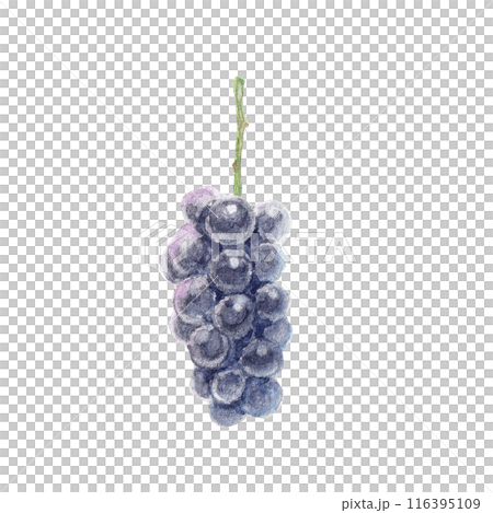 Kyoho grapes painted with watercolors 116395109
