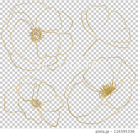 Hand drawn wildflowers, golden outlines poppy flowers isolated illustration, wedding stationery Hand drawn wildflowers, golden outlines poppy flowers isolated illustration, wedding stationery 116395336