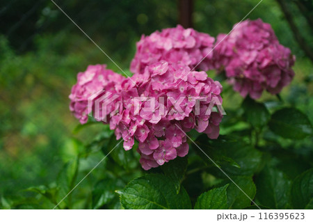 Pink hydrangea, close-up. Flowering bush. Huge hydrangea in the front garden. Flowering purple and pink hydrangea. 116395623