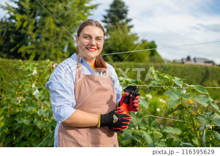 Female farm worker gathering crop of organic cucumbers in garden farm. Harvest cucumbers in a basket. 116395629