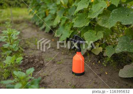 Sprays for cucumber plants against parasites and diseases. Growing vegetables in the garden. 116395632