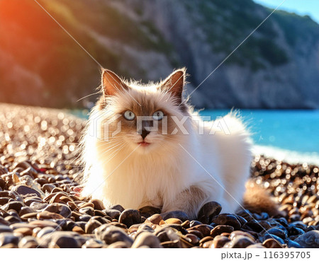 Calm Ragdoll Cat Walking Towards Camera Outdoors Calm Ragdoll Cat Walking Towards Camera Outdoors 116395705