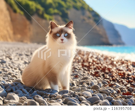Calm Ragdoll Cat Walking Towards Camera Outdoors 116395708