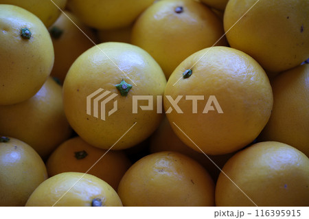 黄色に熟したヒュウガナツ 黄色に熟したヒュウガナツ 116395915