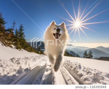 Energetic Samoyed Dog Running Freely Outdoors: Capturing Joy in Motion 116395949