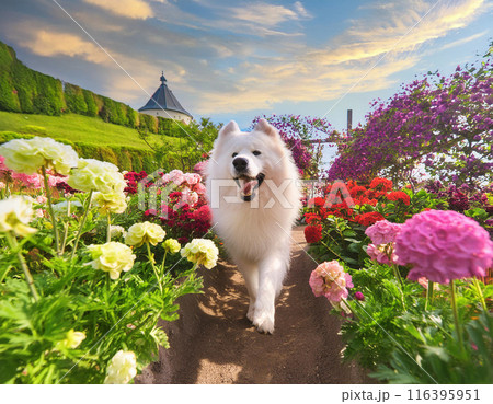 Energetic Samoyed Dog Running Freely Outdoors: Capturing Joy in Motion 116395951