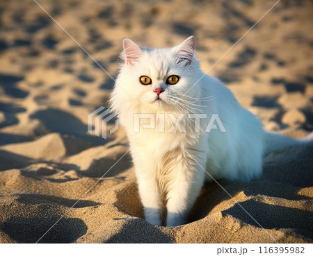 Calm Persian Cat Relaxing Outdoors Calm Persian Cat Relaxing Outdoors 116395982