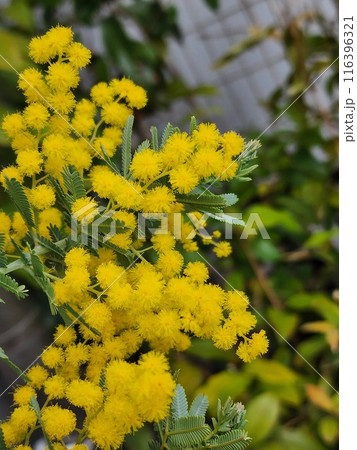 ミモザ 116396321