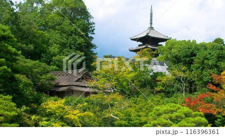 新緑に包まれる東寺の五重塔 116396361
