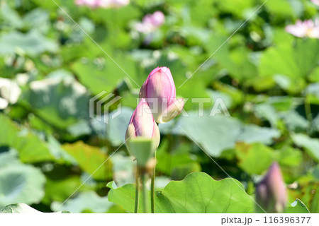 蓮の花 蓮の花 116396377