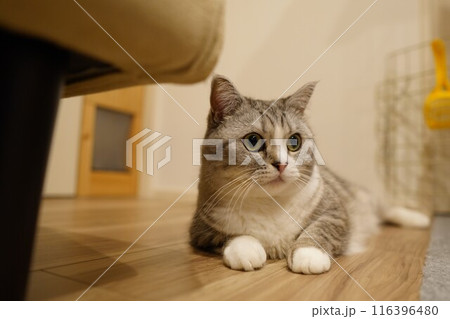 見つめる猫 見つめる猫 116396480