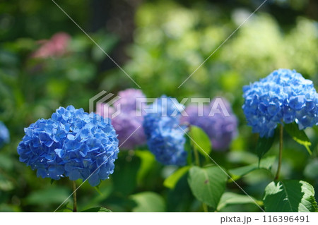 青い紫陽花 青い紫陽花 116396491
