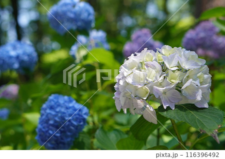 白と青の紫陽花 116396492