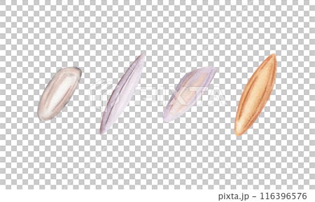 Collection of rice grains. Close up of white and brown rice crops. Hand drawn watercolor illustration isolated from background. Staple asian cuisine ingredient. Elements for recipe and menu designs 116396576