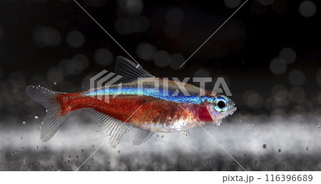 Aquarium fish neon, close-up photo 116396689