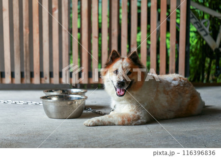 aggressive dog Thai Bang Kaeo Thai breed  116396836