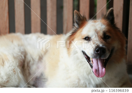 aggressive dog Thai Bang Kaeo Thai breed  116396839