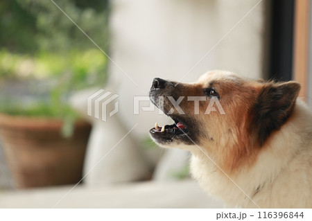 aggressive dog Thai Bang Kaeo Thai breed aggressive dog Thai Bang Kaeo Thai breed 116396844