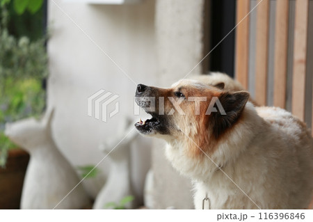 aggressive dog Thai Bang Kaeo Thai breed  116396846