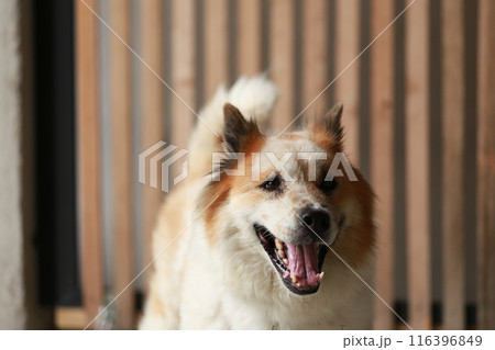 aggressive dog Thai Bang Kaeo Thai breed  116396849