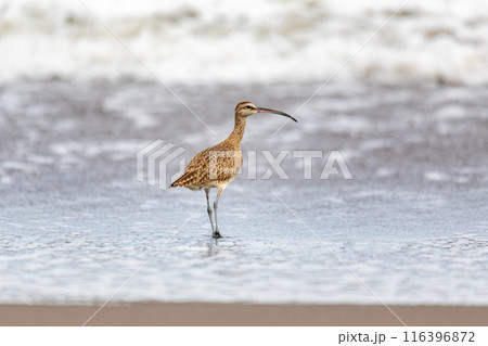 Eurasian or Common whimbrel, Numenius phaeopus. Tortuguero, Wildlife birdwatching in Costa Rica. 116396872