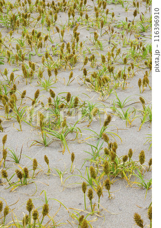 春の鳥取砂丘と砂丘植物 鳥取県 鳥取砂丘 コウボウムギ 116396910