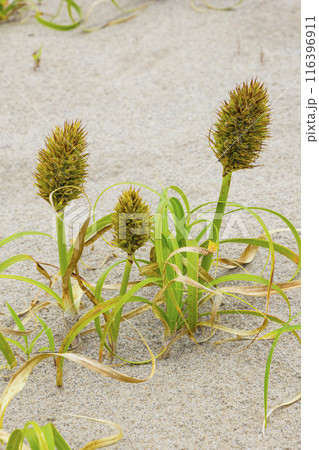 春の鳥取砂丘と砂丘植物 鳥取県 鳥取砂丘 コウボウムギ 春の鳥取砂丘と砂丘植物 鳥取県 鳥取砂丘 コウボウムギ 116396911