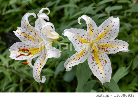 初夏の森に咲く白い山百合 初夏の森に咲く白い山百合 116396938