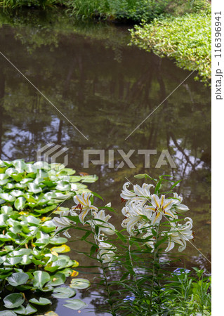 初夏の森に咲く白い山百合 116396941
