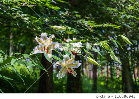 初夏の森に咲く白い山百合 初夏の森に咲く白い山百合 116396943