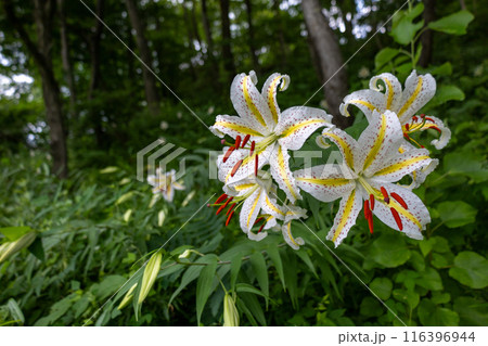 初夏の森に咲く白い山百合 116396944