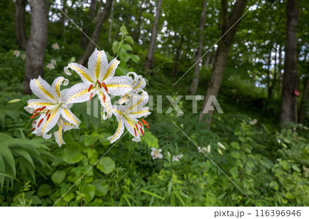 初夏の森に咲く白い山百合 116396946