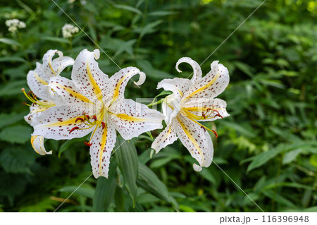 初夏の森に咲く白い山百合 116396948