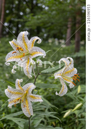 初夏の森に咲く白い山百合 116396953