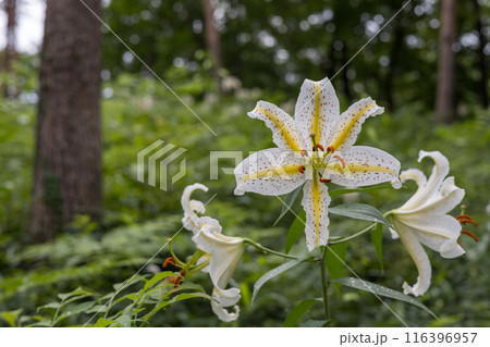 初夏の森に咲く白い山百合 初夏の森に咲く白い山百合 116396957